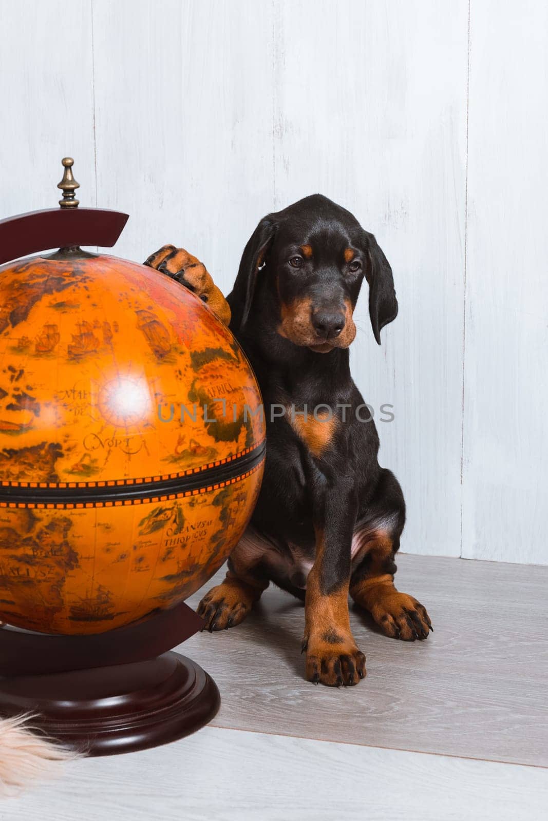 Thoughtful Doberman puppy with one paw on the globe. Smart dogs