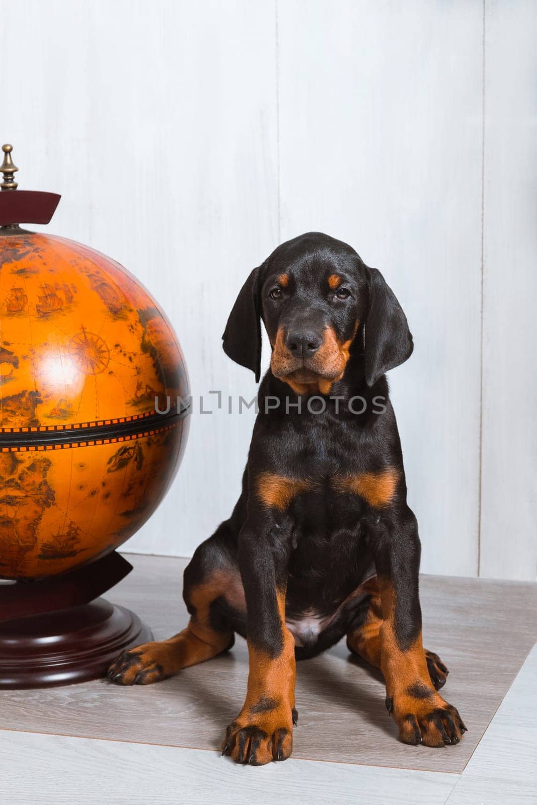 A smart Doberman puppy sits near a globe on a white background