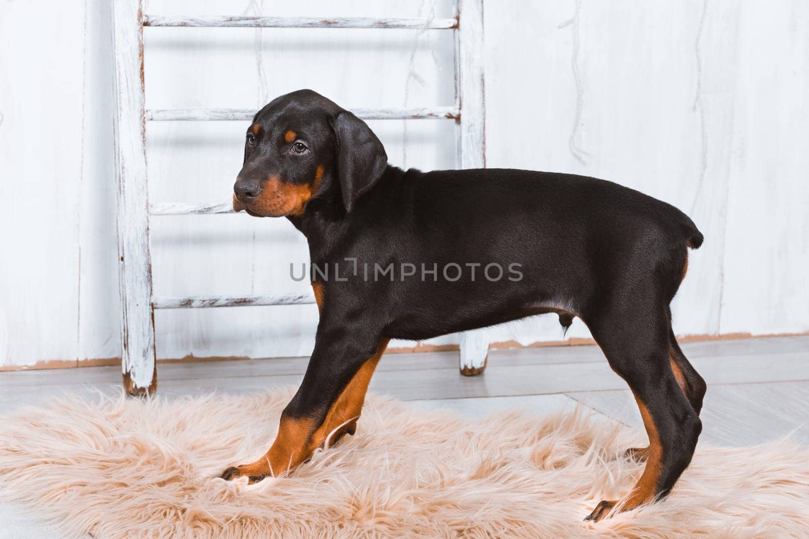 A Doberman puppy stands on a fur rug on a light background