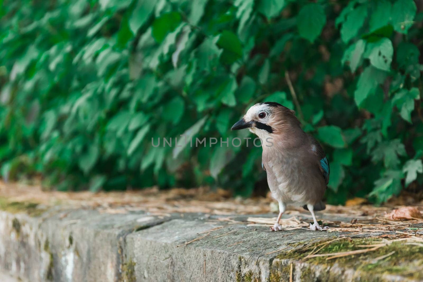 A jay is sitting on a rock against a background of green leaves