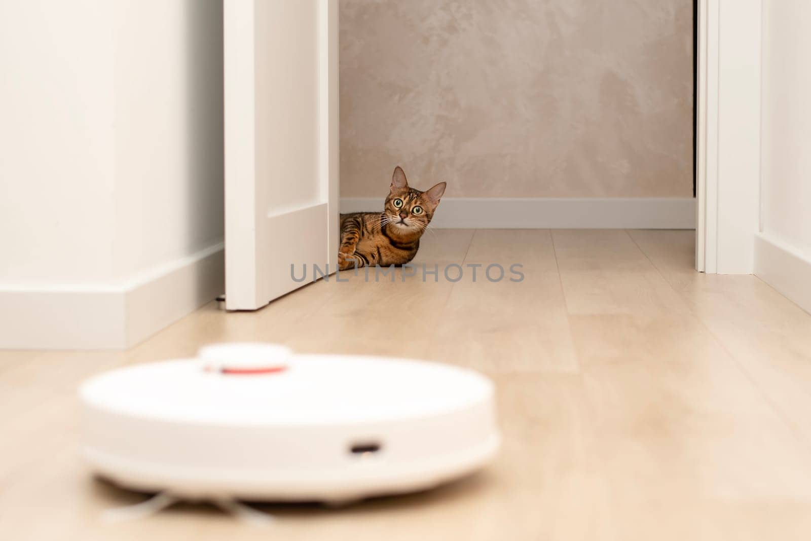 Pets concept. A beautiful, playful, leopard cat, Bengal breed, lies funny, looks out from behind the door and watches a white robot vacuum cleaner cleaning in a home interior. by ketlit