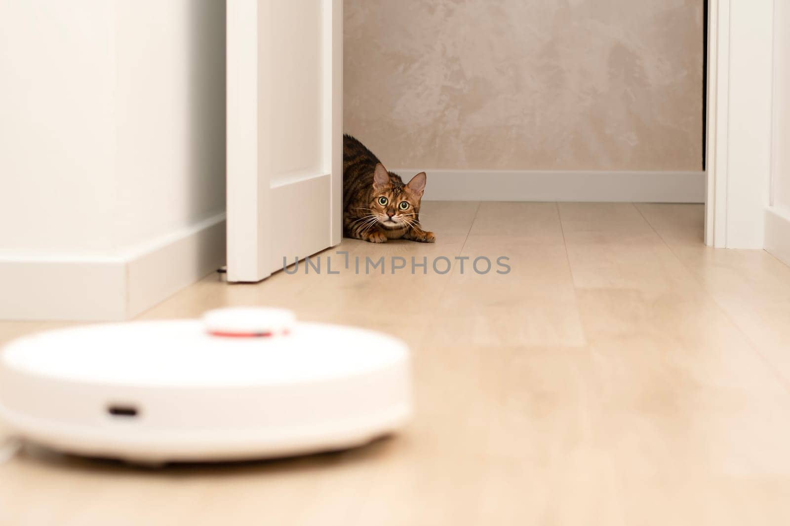 Pets concept. A beautiful, playful, leopard cat, Bengal breed, lies funny, looks out from behind the door and watches a white robot vacuum cleaner cleaning in a home interior. by ketlit