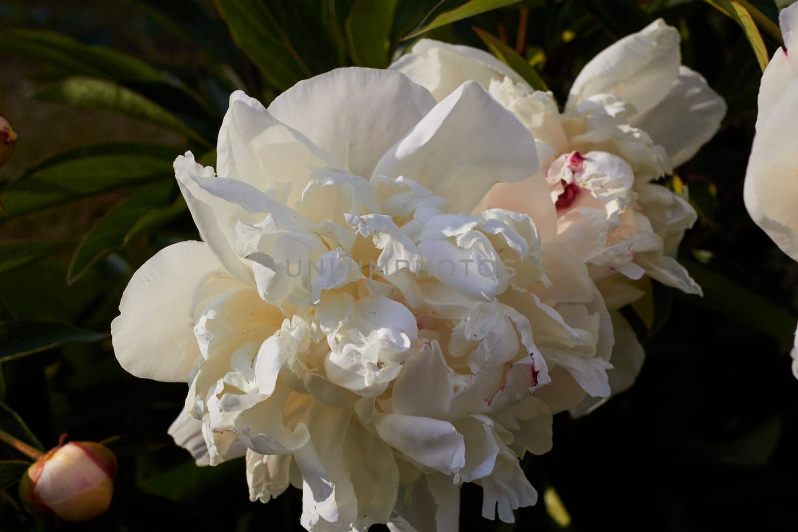 Photo a white blooming garden flower peony. plants. Shrubs.
