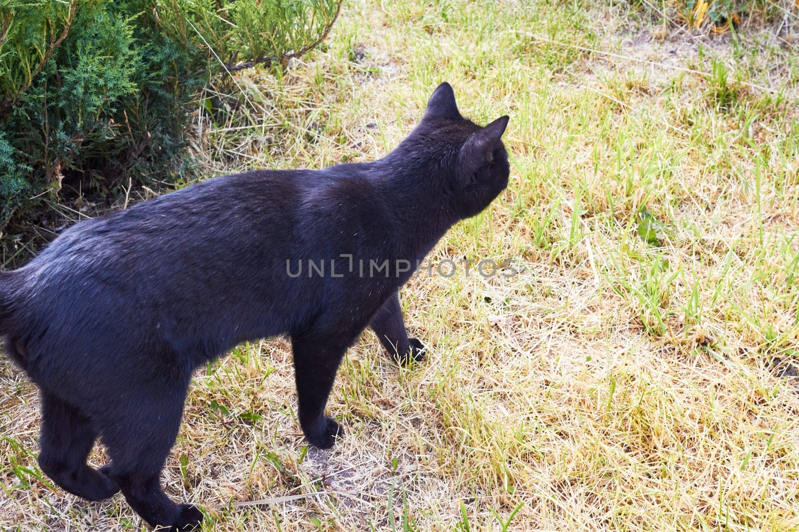 Photo a black shorthair cat is stealing prey. by electrovenik