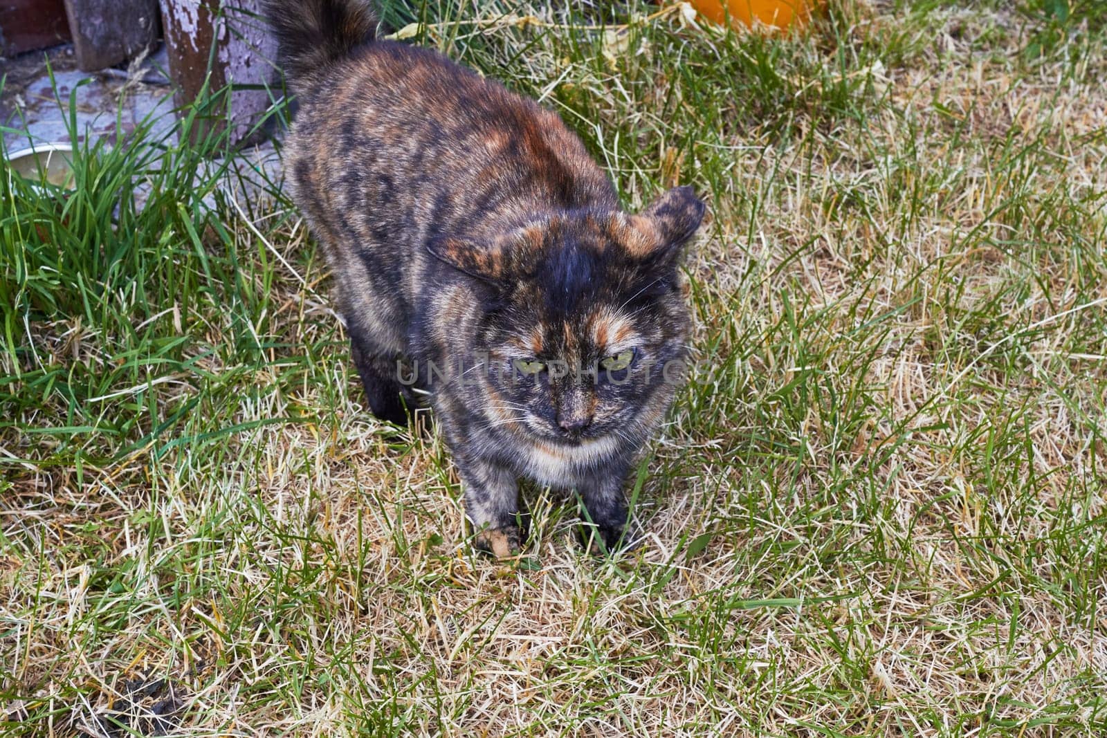 Tricolor cat on a background of green grass. Wild animals. Stray cats.