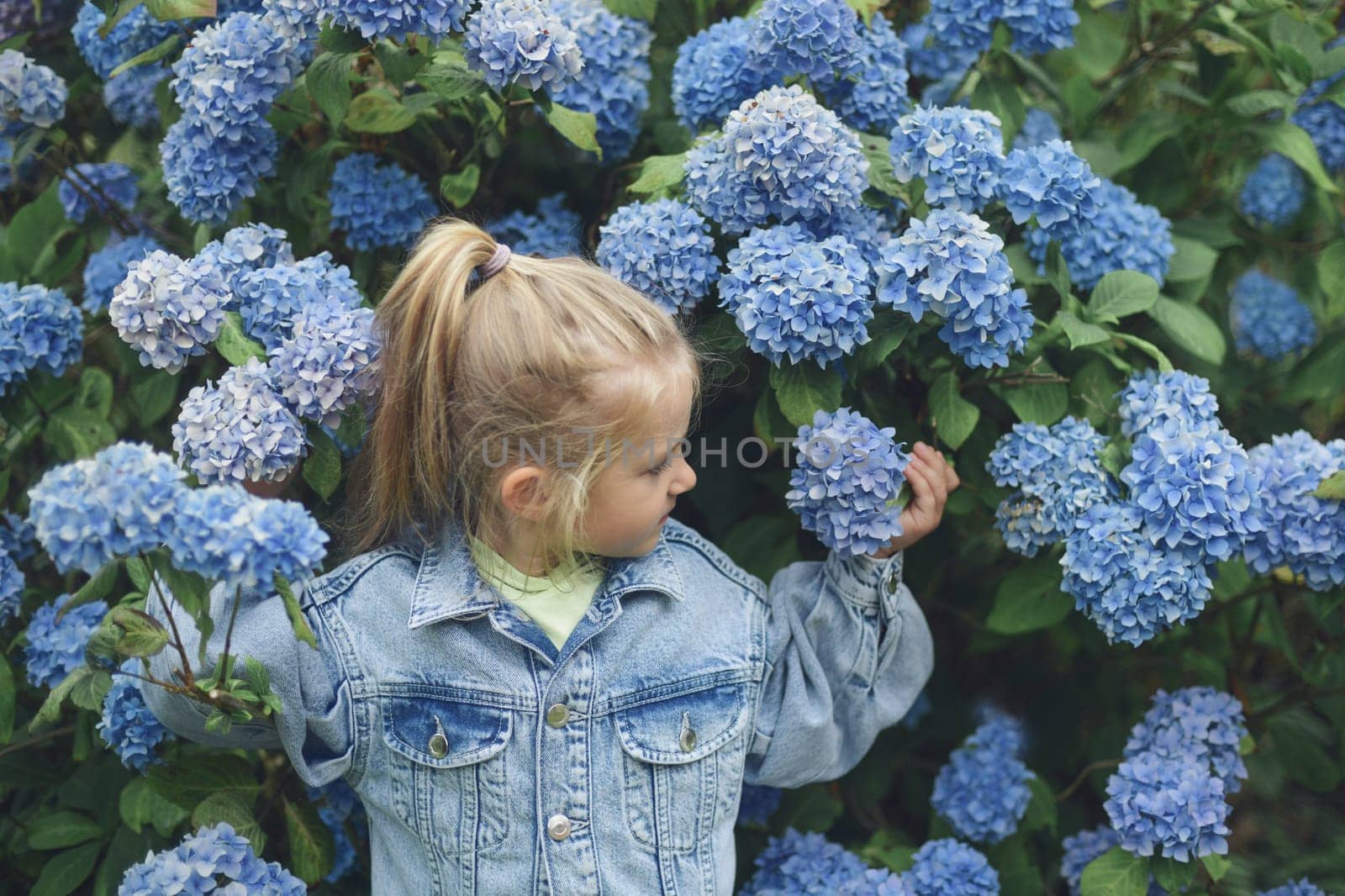 A little girl smelling a blue hydrangea flowers