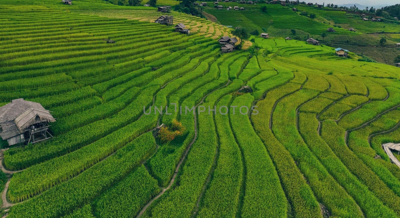 Landscape of green rice terraces amidst mountain agriculture. Travel destinations in Chiangmai, Thailand. Terraced rice fields. Traditional farming. Asian food. Thailand tourism. Nature landscape. by Fahroni