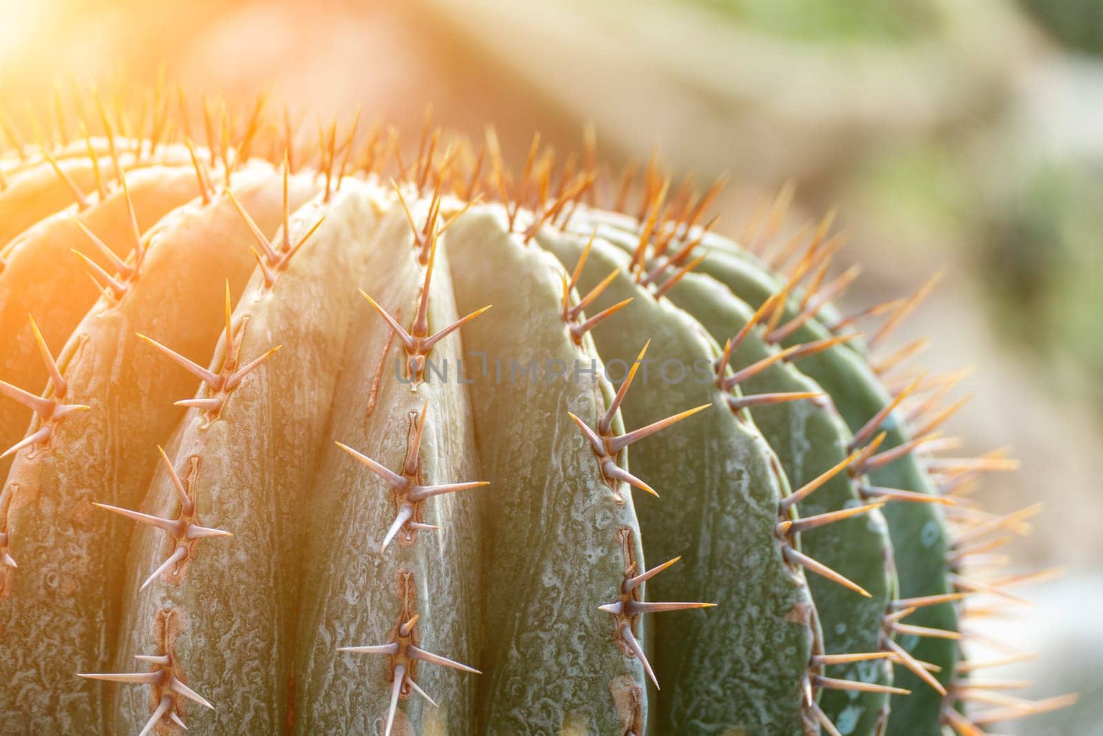 thorn cactus texture background. Golden barrel cactus, golden ball or mother-in-law's cushion Echinocactus grusonii is a species of barrel cactus which is endemic to east-central Mexico.