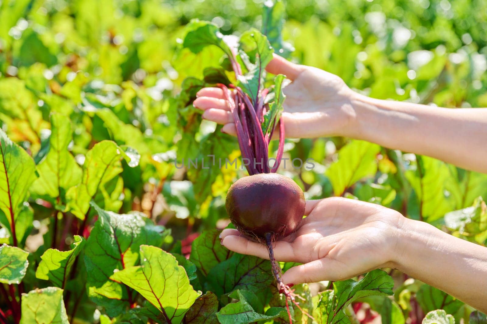 Close-up of beet in hands of female farmer, farmer's market, agriculture, farming, gardening. Natural, bio, organic vegetables, agriculture, harvest, vegetarianism, healthy food concept