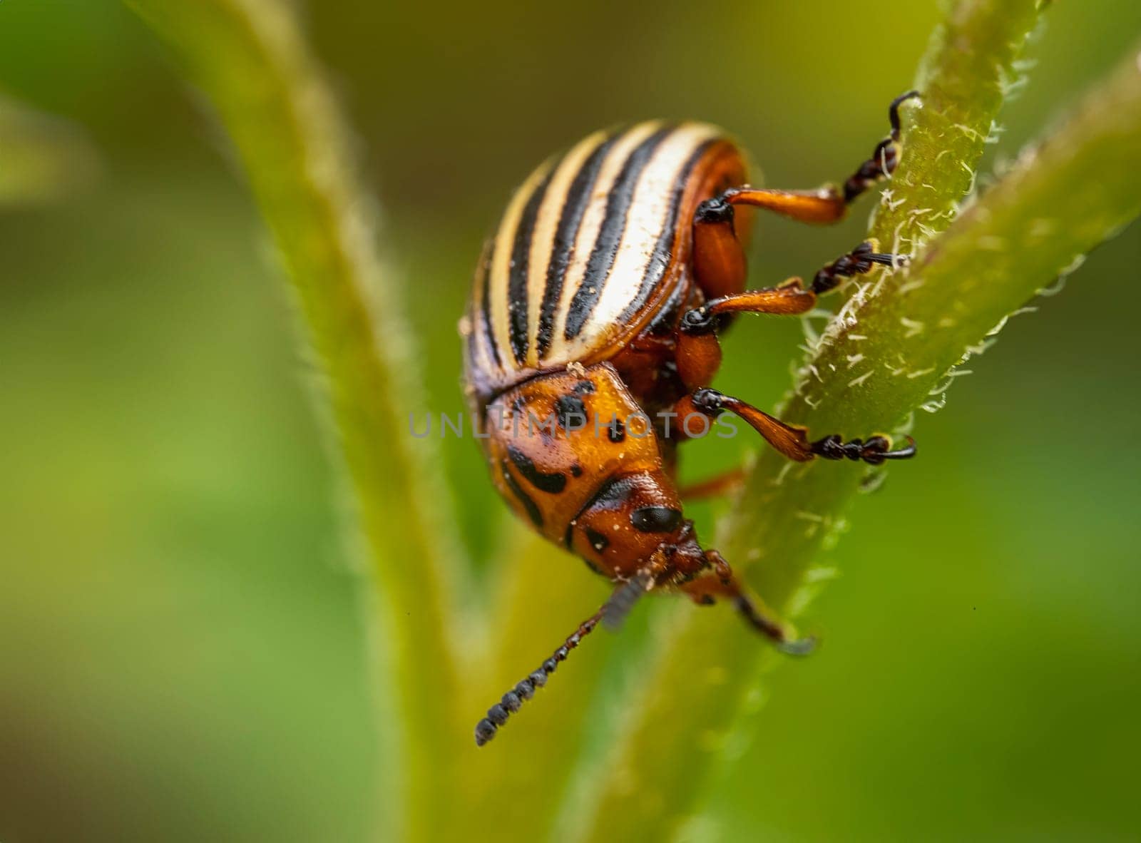 Colorado potato beetle on potato sprouts close-up