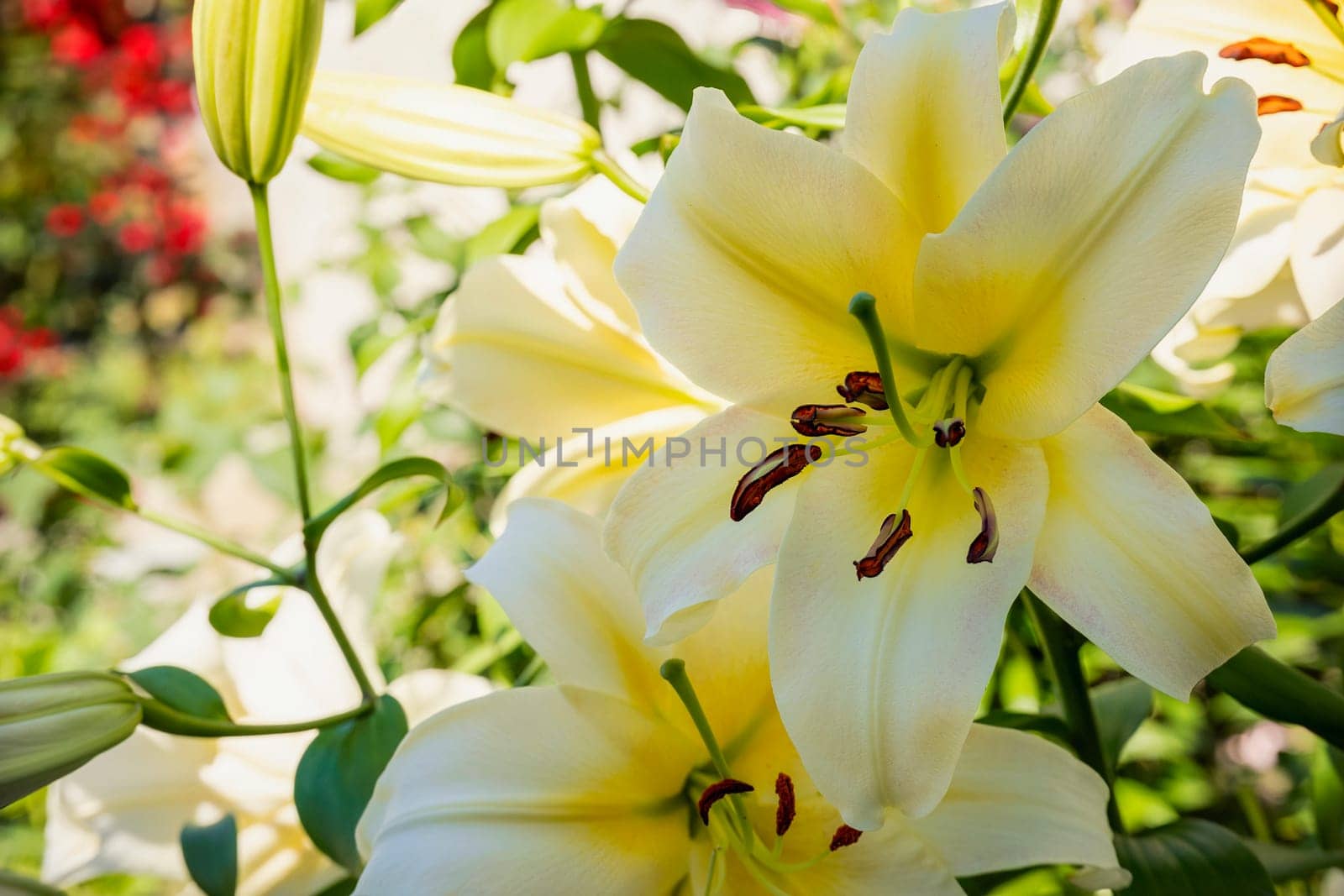 The flower of a yellow lily growing in a summer garden.