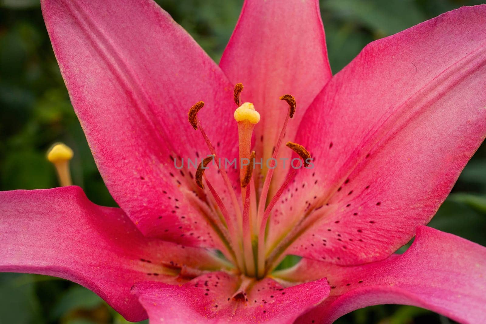 pink lily close up by zokov