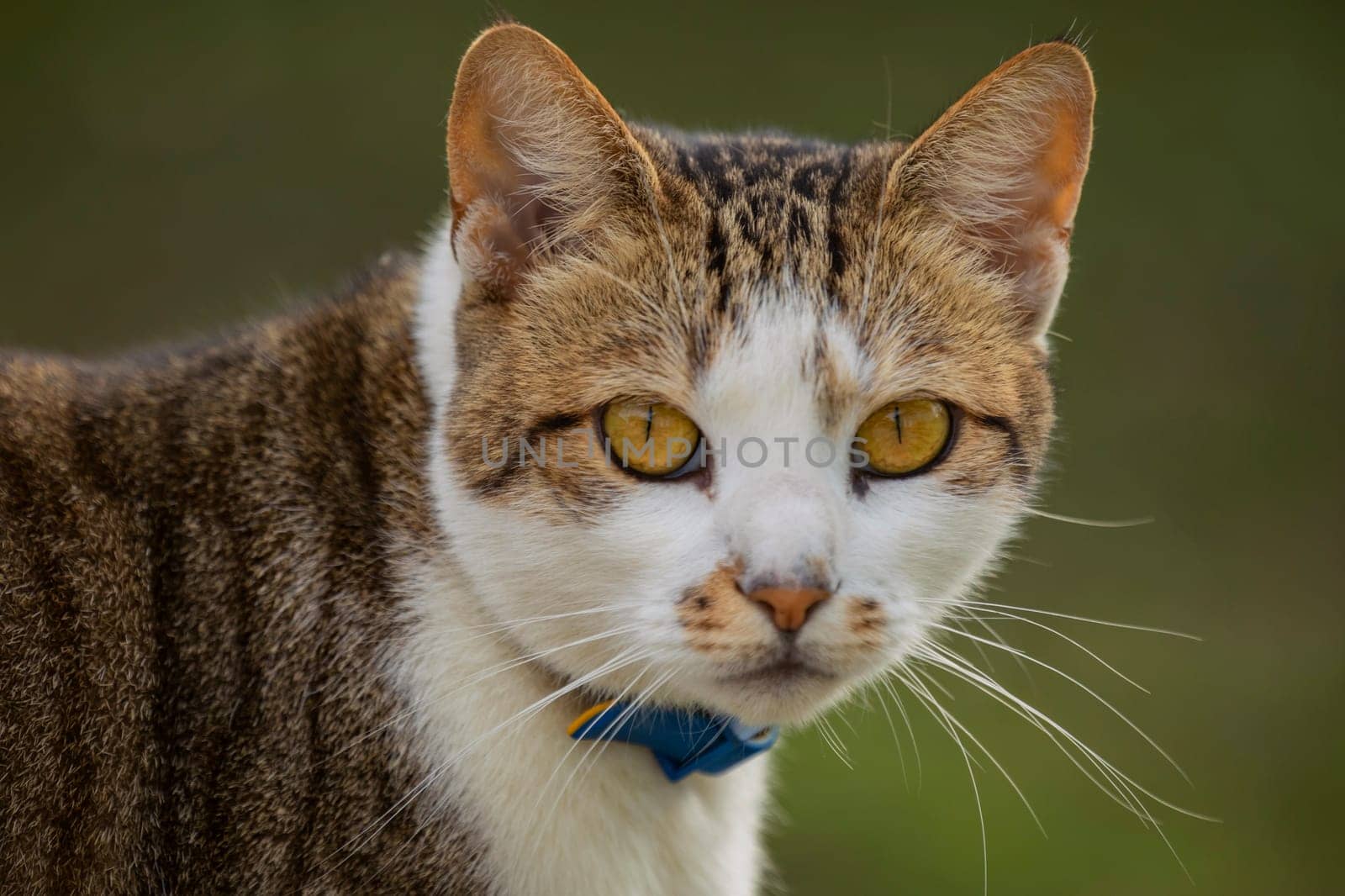 close-up portrait of a cat by zokov
