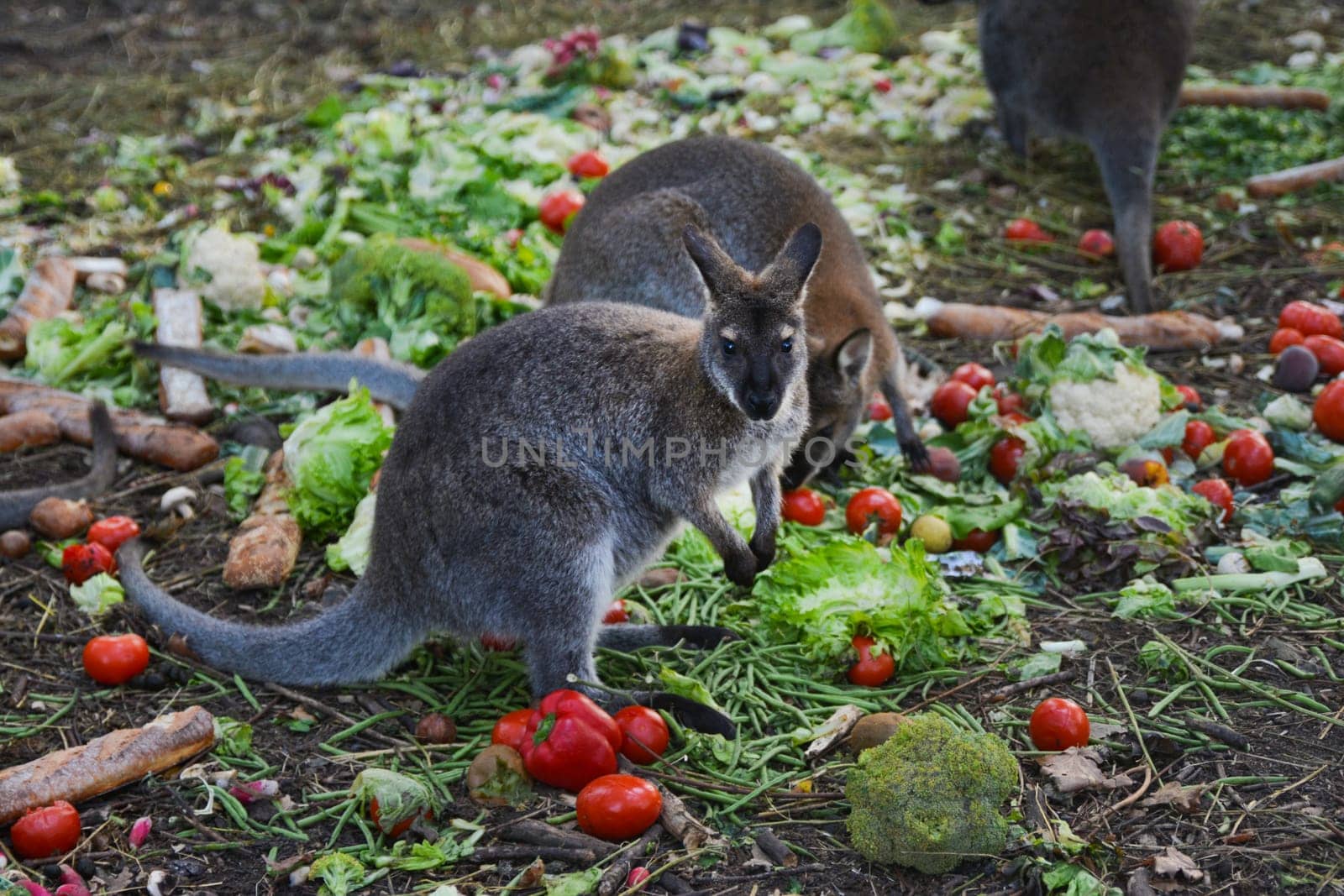Kangaroo eating vegetables and bread in a zoo