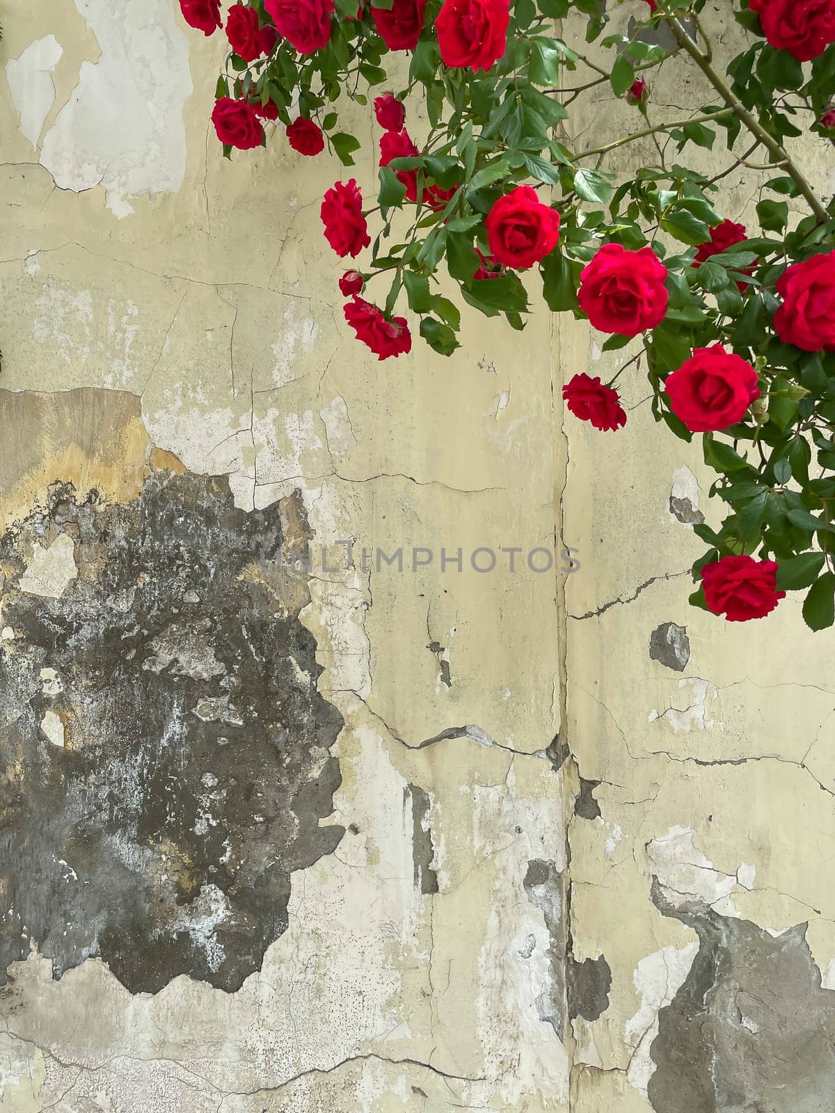 a wall with painted red roses on the street as a background