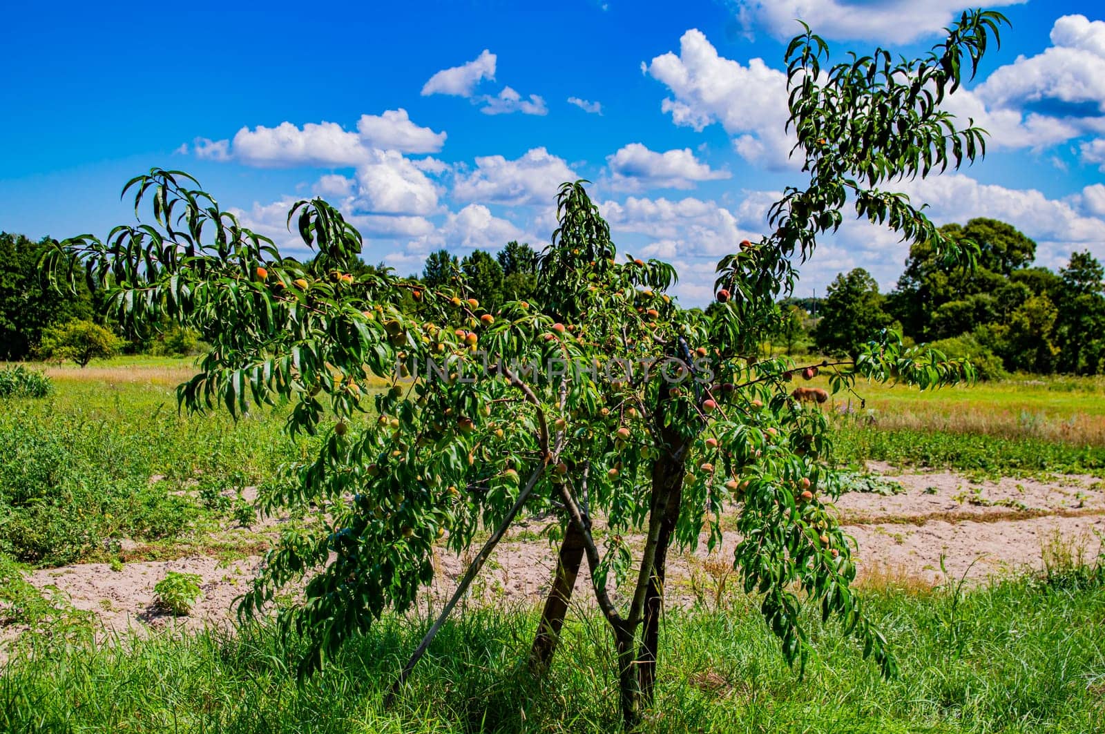 Peach fruits on a tree against a blue sky with white clouds. Tree with persicus fruits. Peach harvest. Persicus fruit. Blue sky. White cumulus clouds. Natural conditions. Farm gardening.