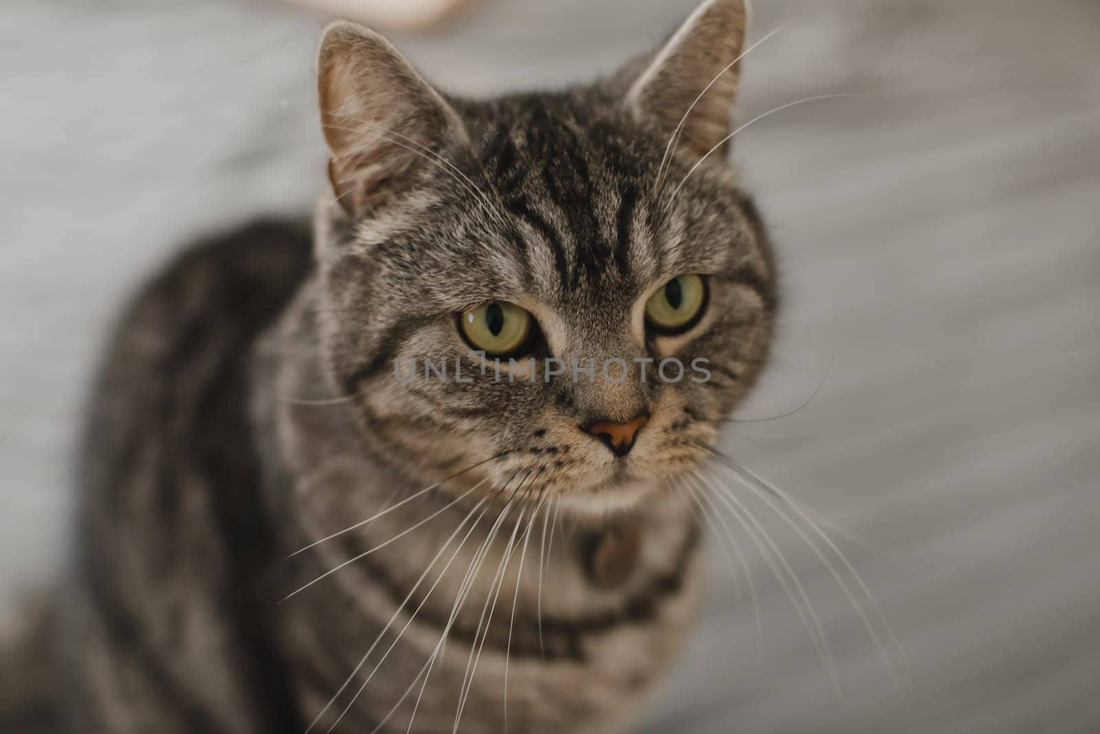 adorable shorthair gray tabby cat relaxing on bed