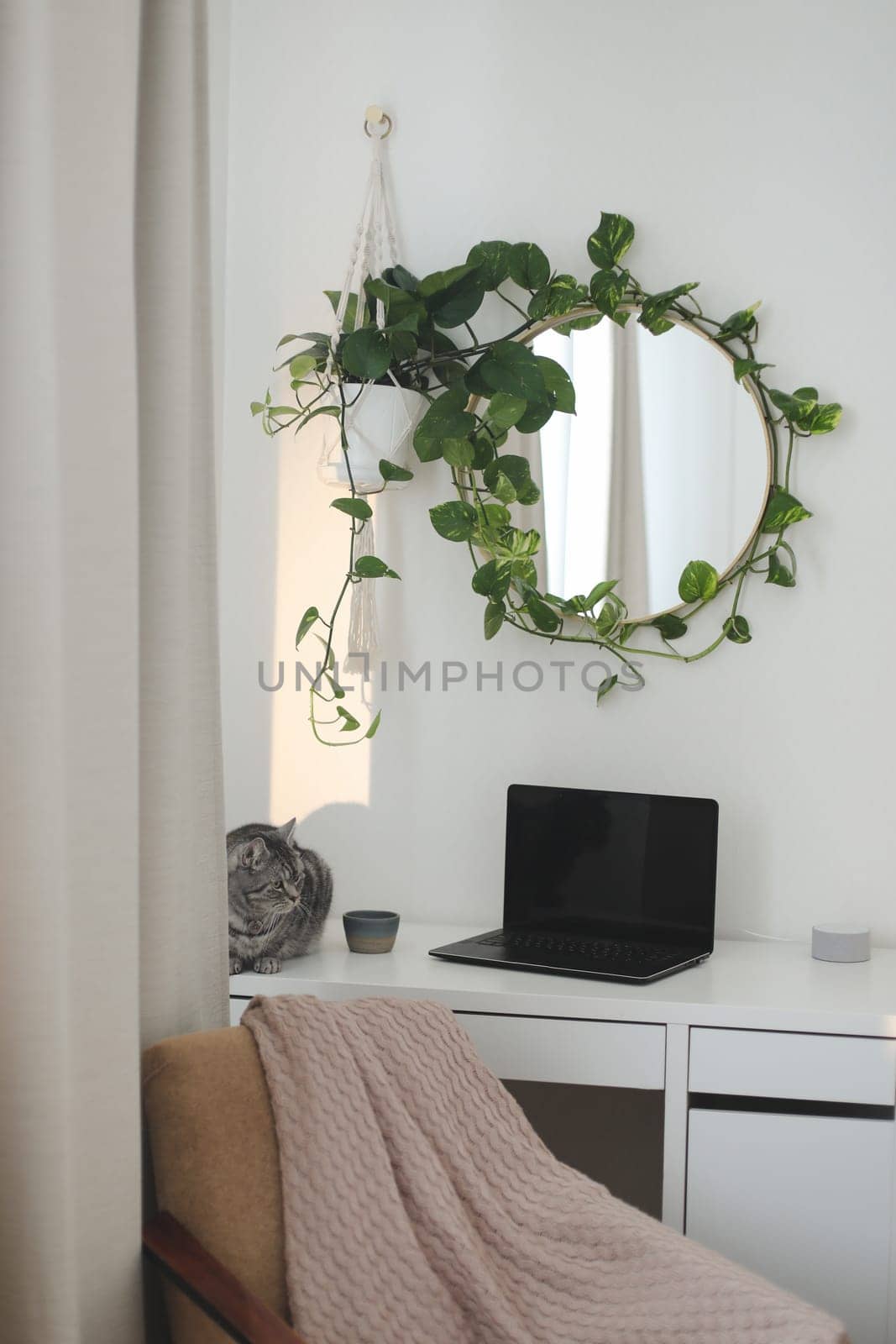 cat at cozy workplace with a laptop on the table and a flower by the round mirror. home interior decoration