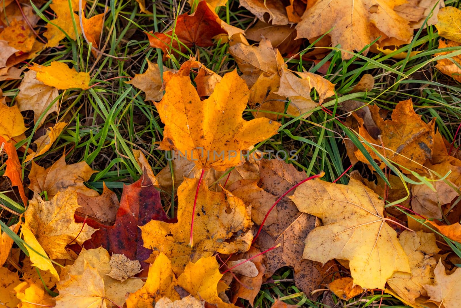 Maple leaf and grass with different colors in autumn in the forest