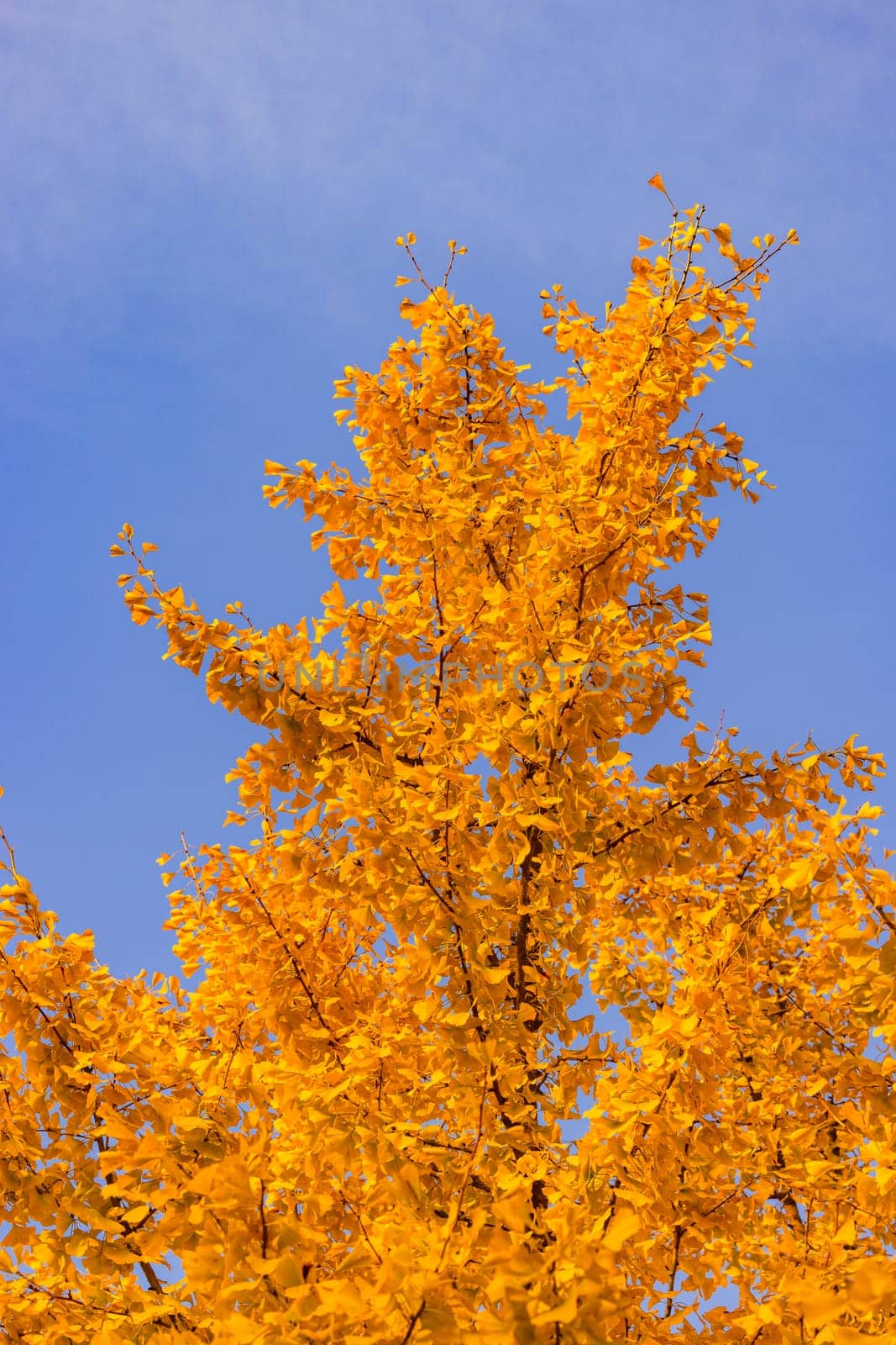 Bright yellow orange leaves from a tree in fall against blue sky