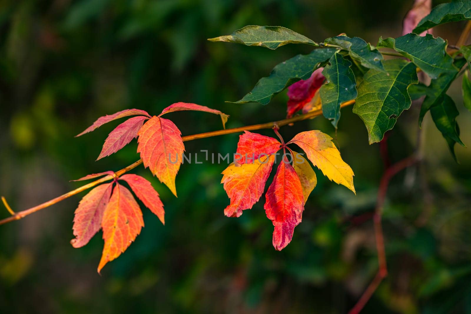 Different colored leaves cut off a hedge bush in autumn