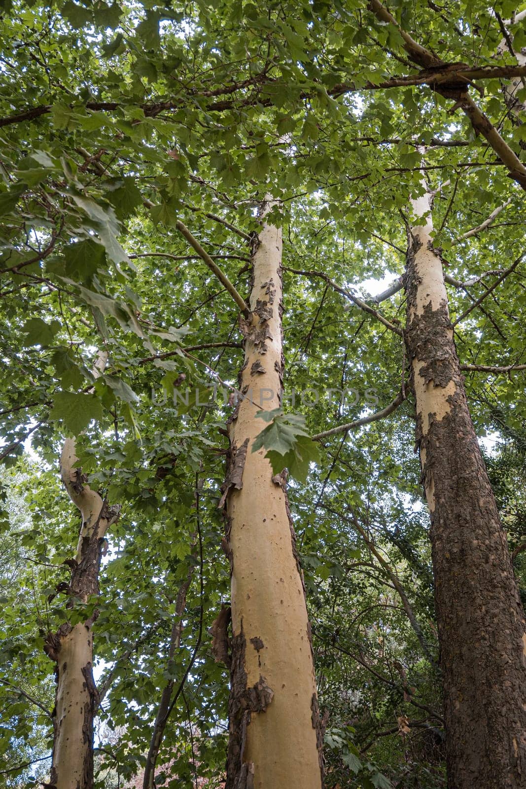 Treetops of beech (fagus) and oak (quercus) trees in a compact german forest near Göttingen on a bright summer day with fresh green foliage, strong trunks and boles seen from below in frog perspective