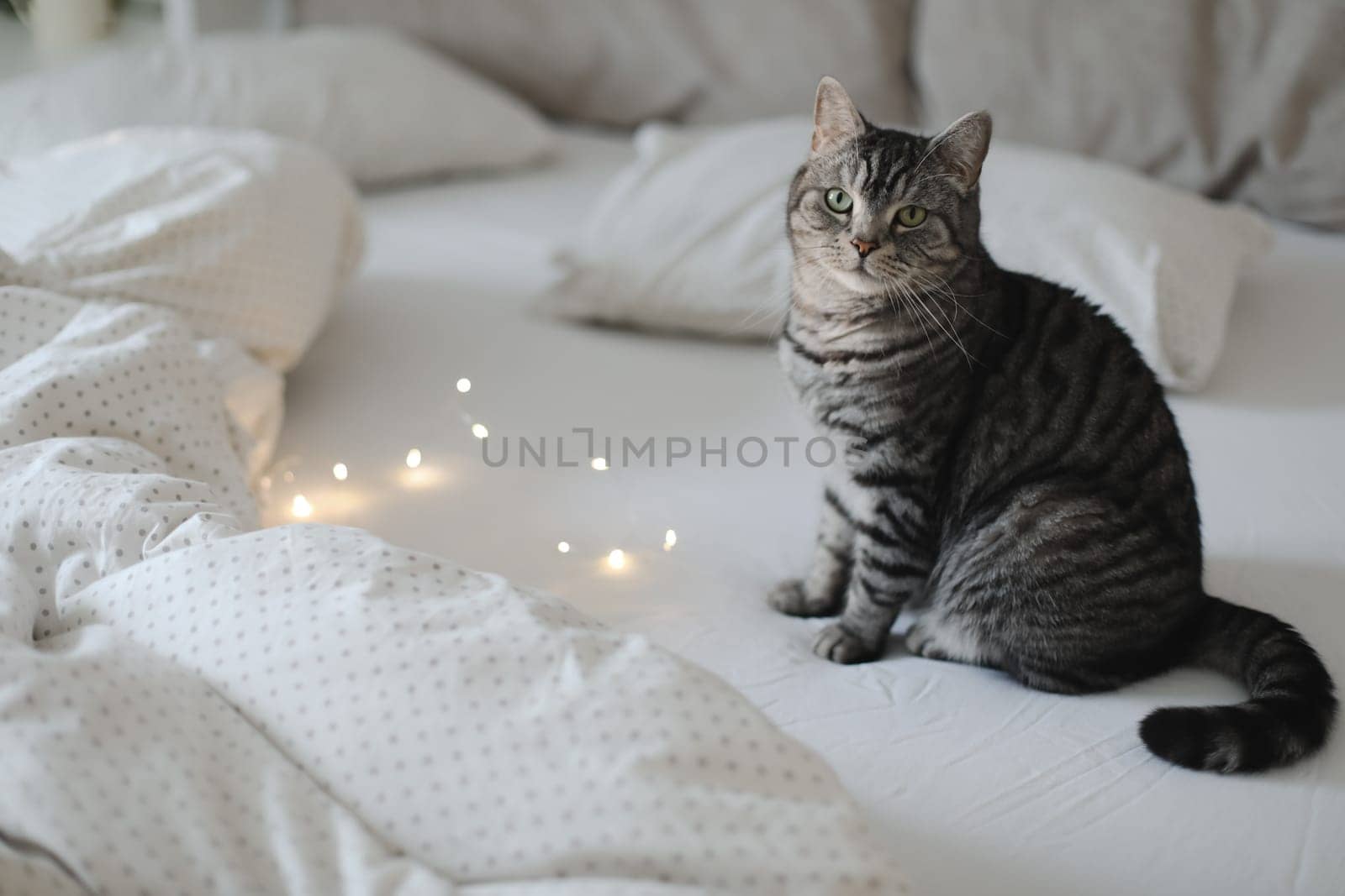 cute scottish straight grey tabby cat in bed at home.