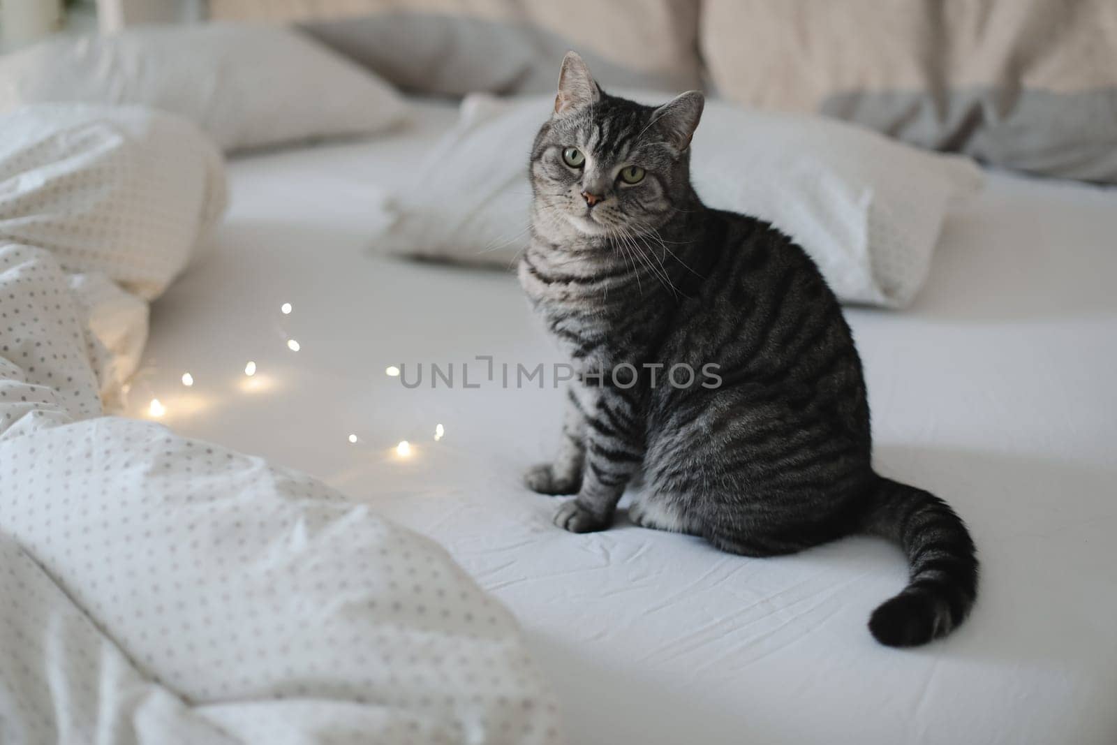 Cute tabby cat lying in bed. Funny home pet. Concept of relaxing and cozy wellbeing. Sweet dream. by paralisart