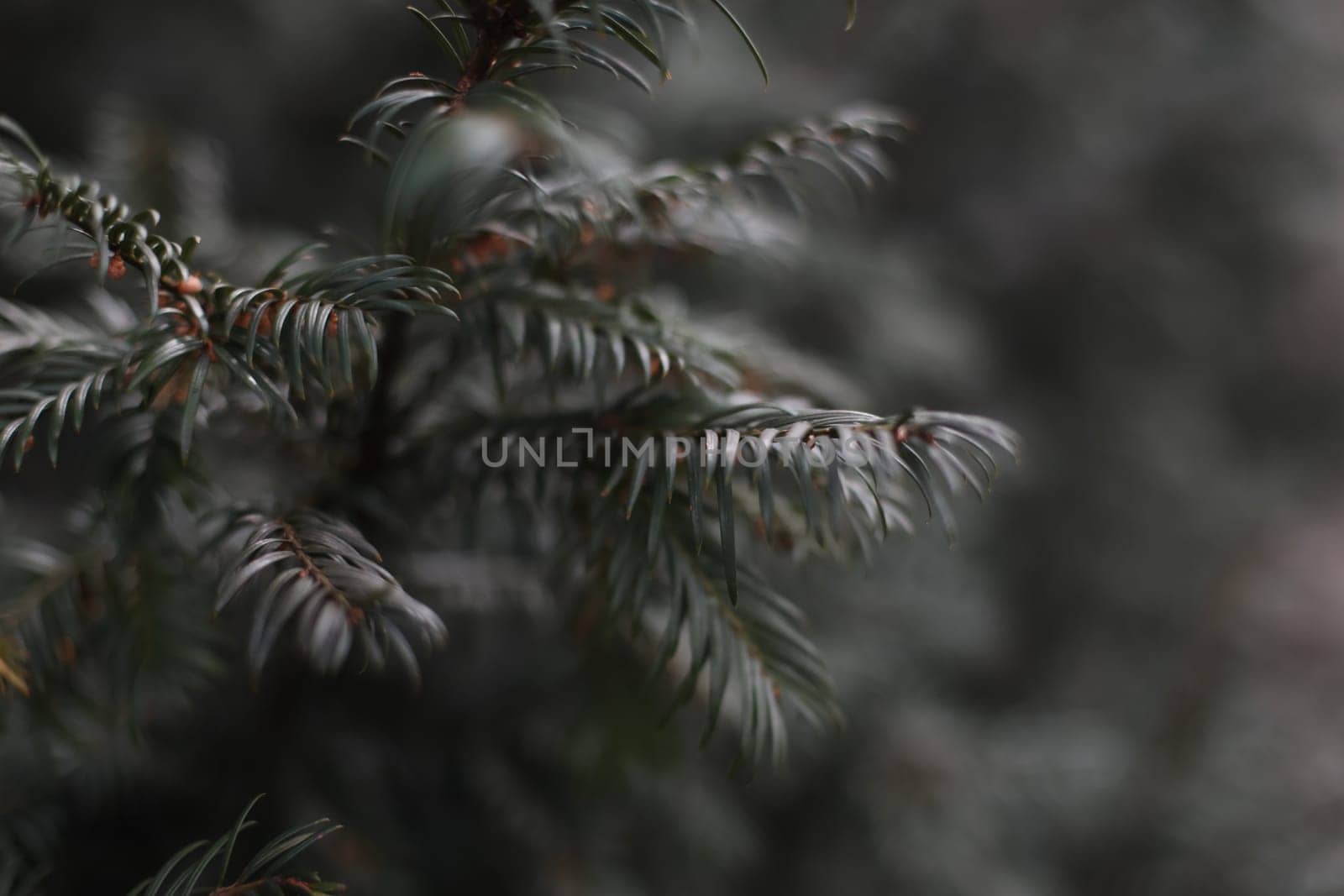 Detail of fresh spruce tree branches with young green needles. Closeup of fir tree young branches