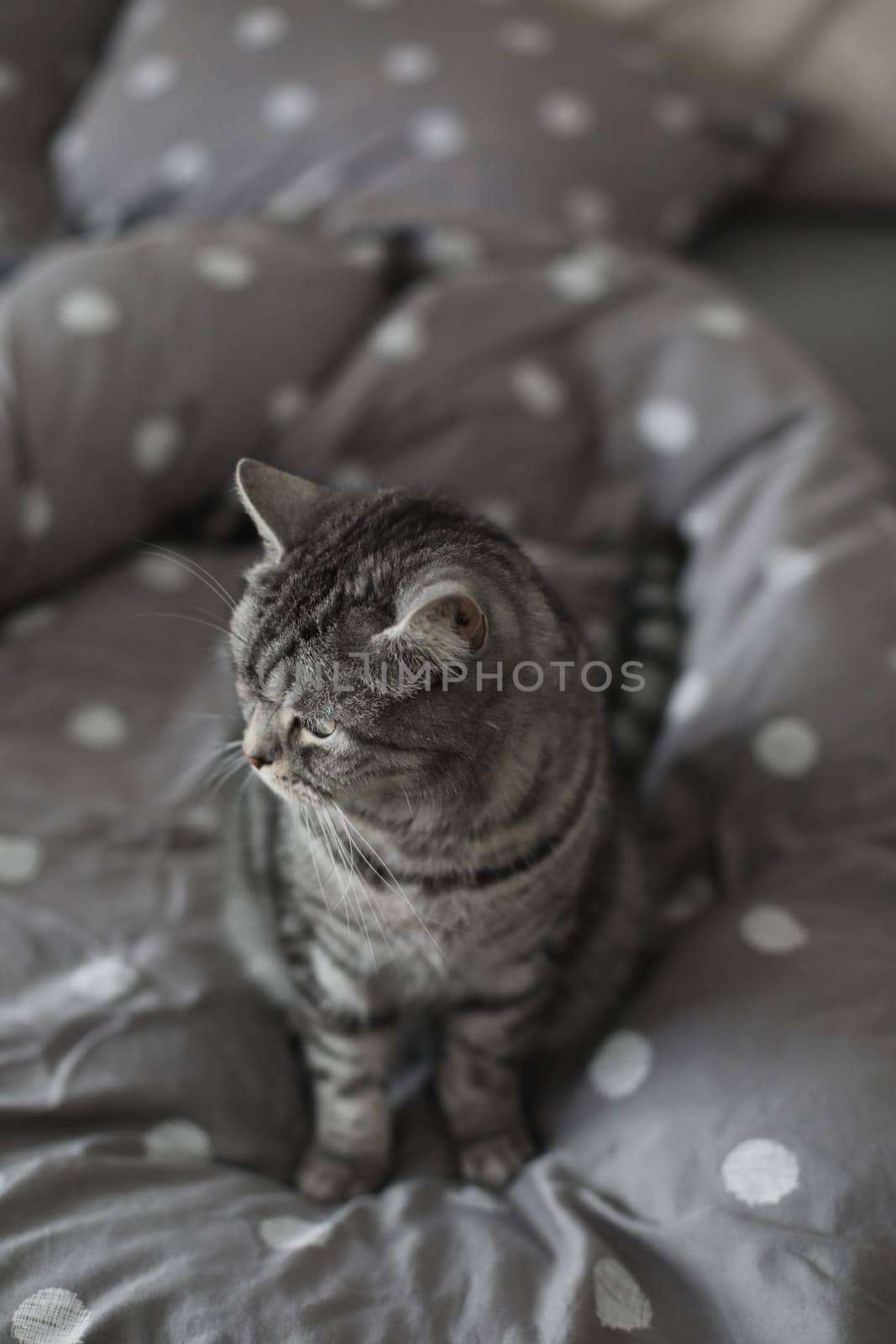 Cute tabby cat lying in bed. Funny home pet. Concept of relaxing and cozy wellbeing. Sweet dream. by paralisart