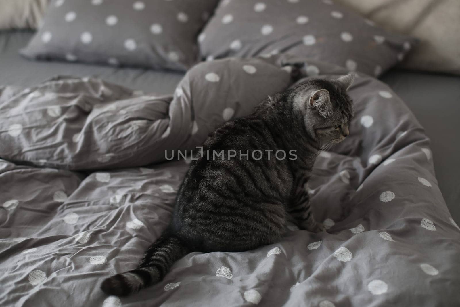 cute scottish straight grey tabby cat in bed at home.