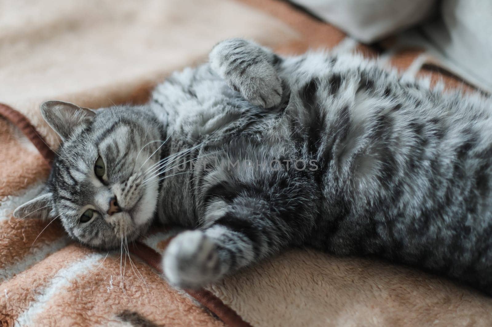 Cute tabby cat lying in bed. Funny home pet. Concept of relaxing and cozy wellbeing. Sweet dream. by paralisart