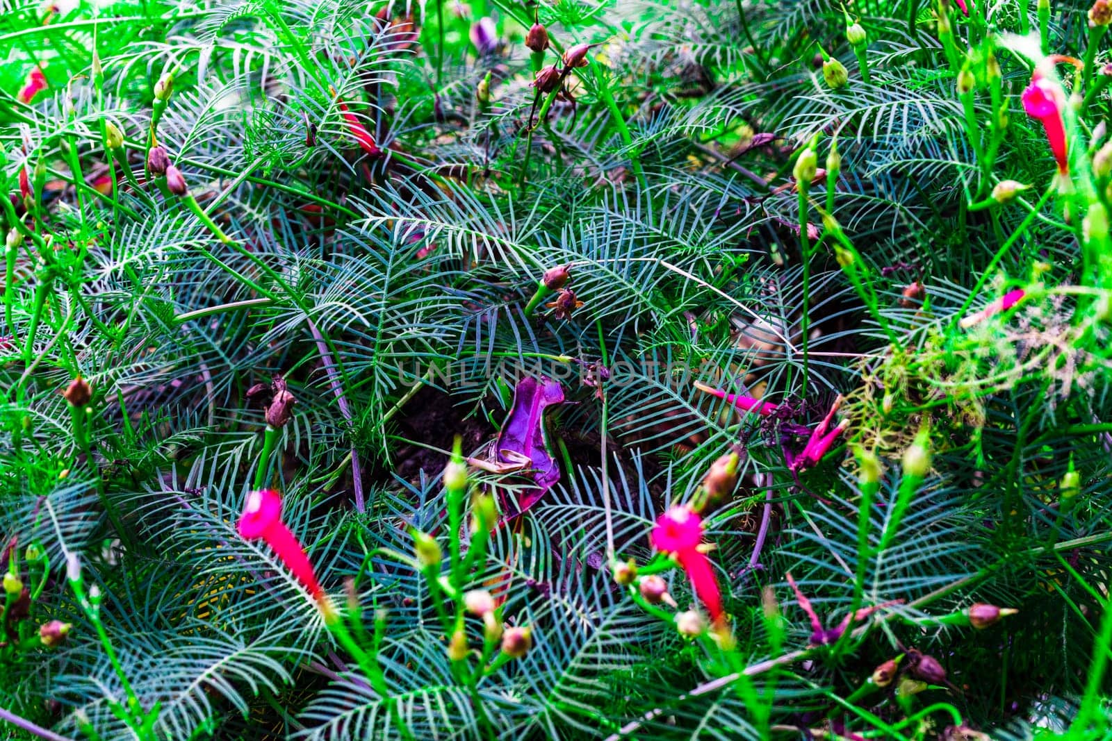 cypress vine, Ipomoea quamoclit is blooming. Selective focus.