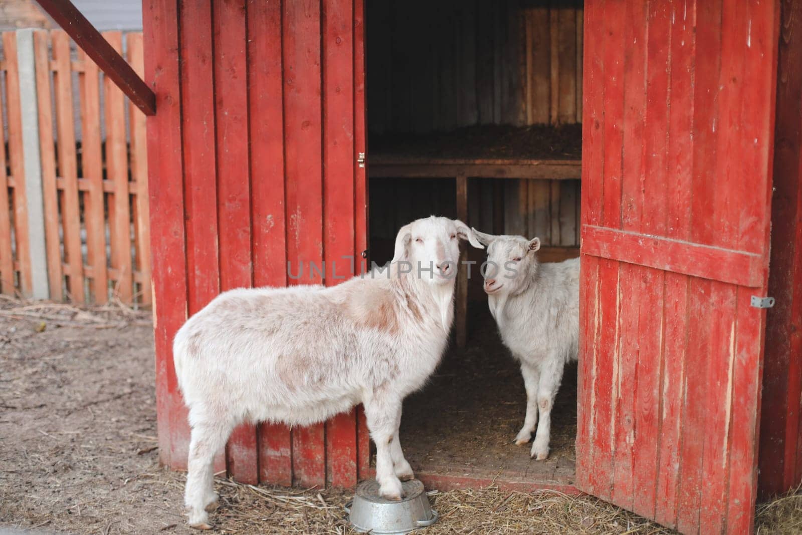 Lovely couple of two goats standing in wooden shelter.