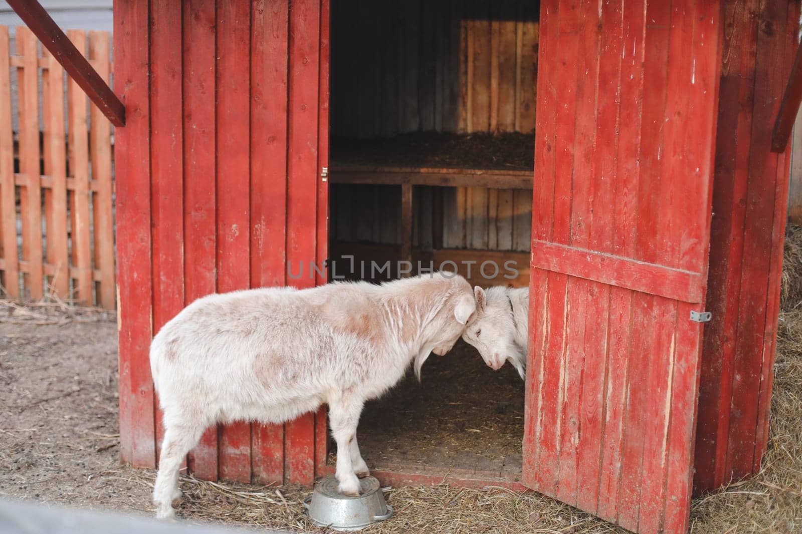 Lovely couple of two goats standing in wooden shelter. funny cozy sweet lovely tender goats, one leaning on the other, outdoor wildlife portrait of couple, symbolic love tenderness trust support. by paralisart