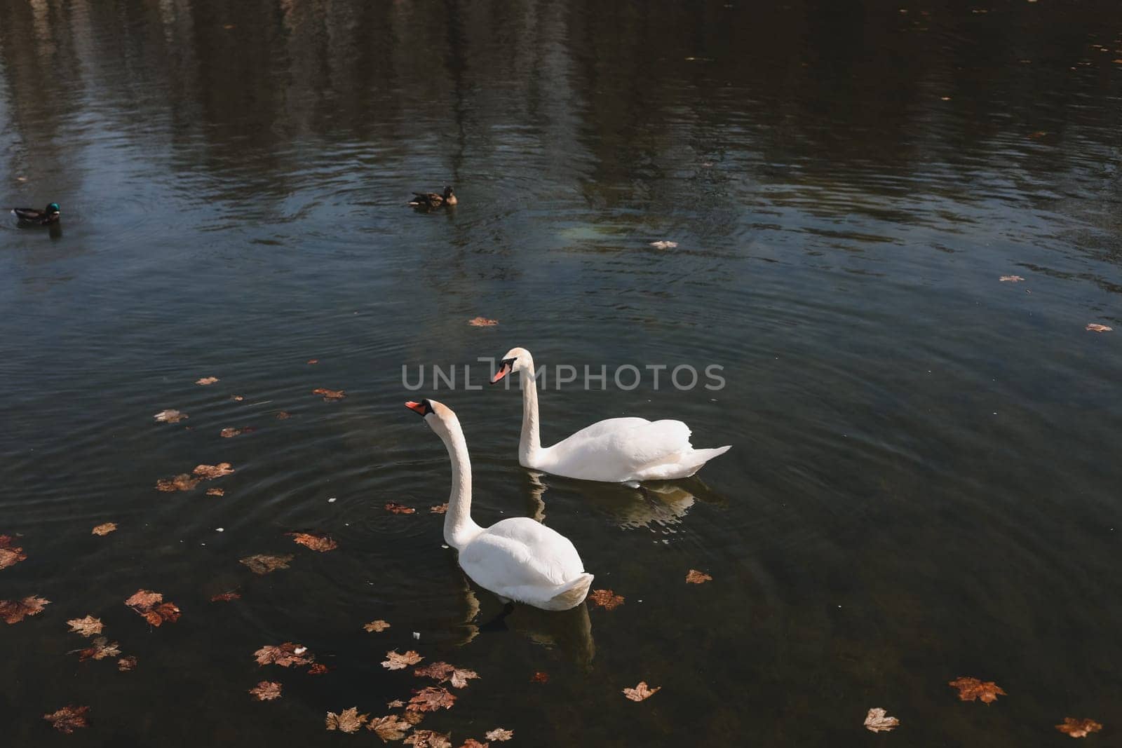 A pair of beautiful white swans on the water. Two graceful white swans swim in the dark water lake.