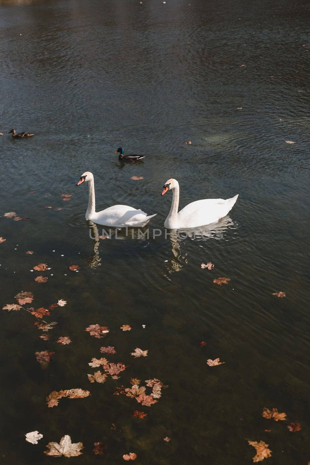 A pair of beautiful white swans on the water. Two graceful white swans swim in the dark water lake by paralisart