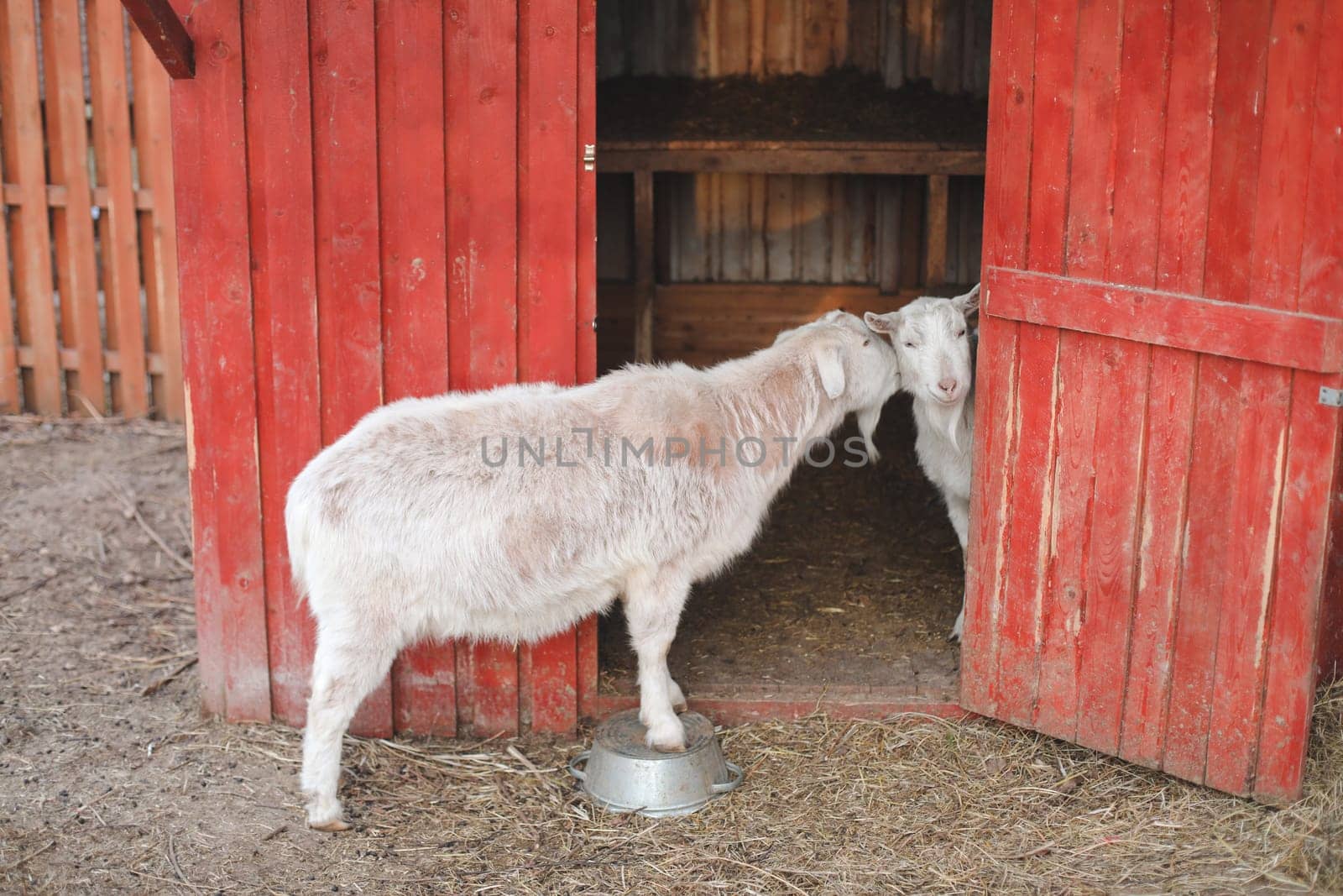 Lovely couple of two goats standing in wooden shelter. funny cozy sweet lovely tender goats, one leaning on the other, outdoor wildlife portrait of couple, symbolic love tenderness trust support. by paralisart