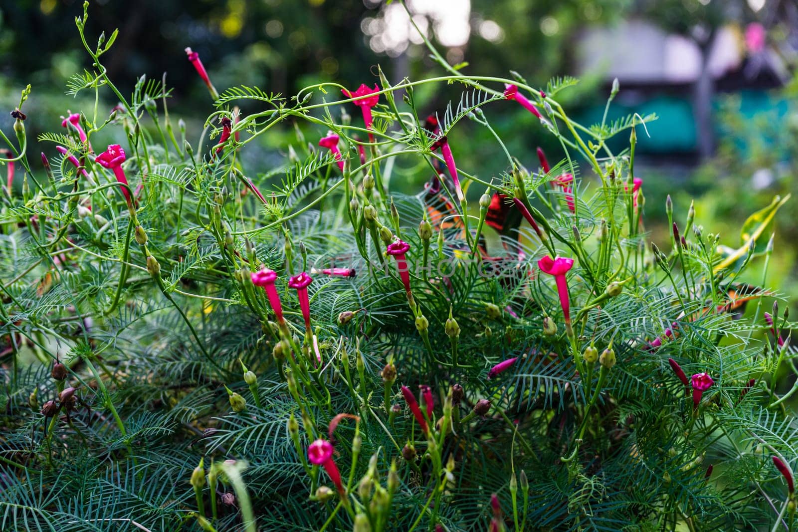 Cypressvine morning glory or cardinal creeper, cypress vine (Ipomoea quamoclit) on green leaves background. Selective focus