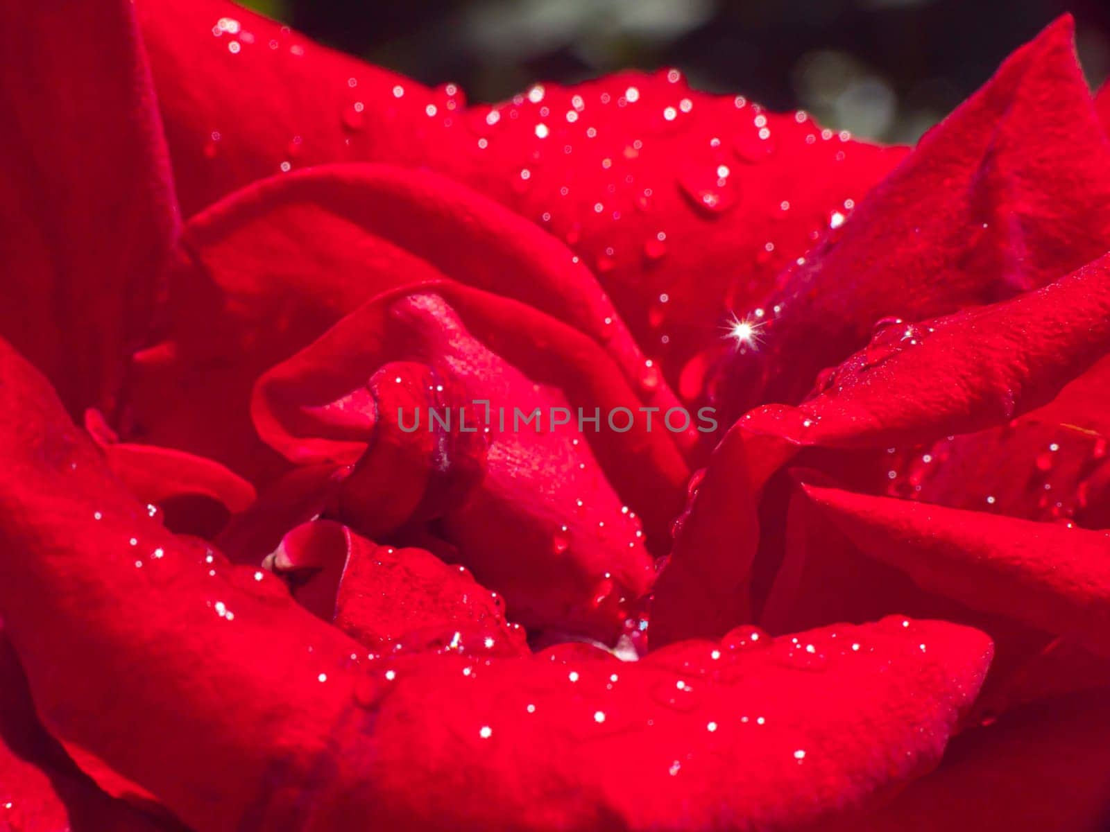 red rose in garden raindrops by alex_nako