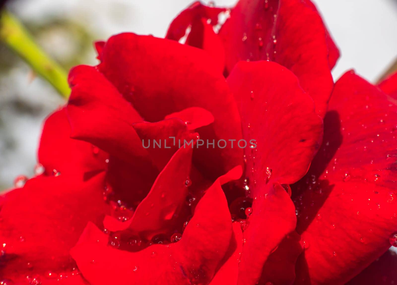 red rose in garden raindrops, close up macro