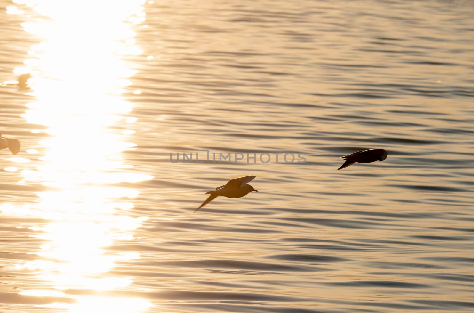 Seagull fly over lake sunset gold sky