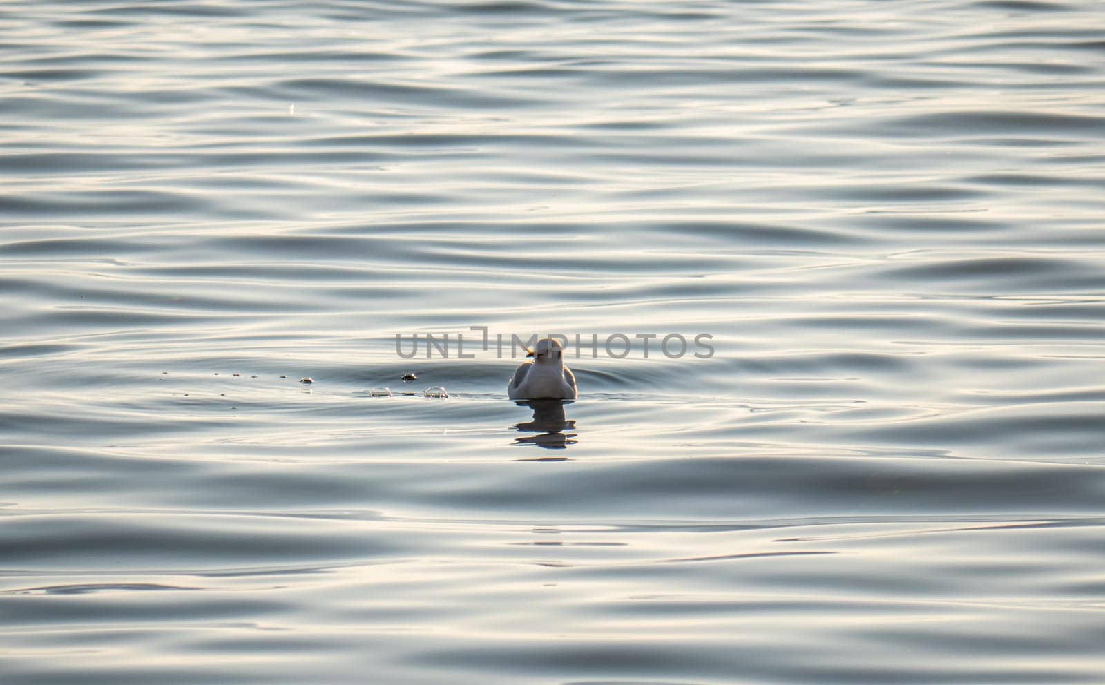 Seagull swimming on lake, waves on lake