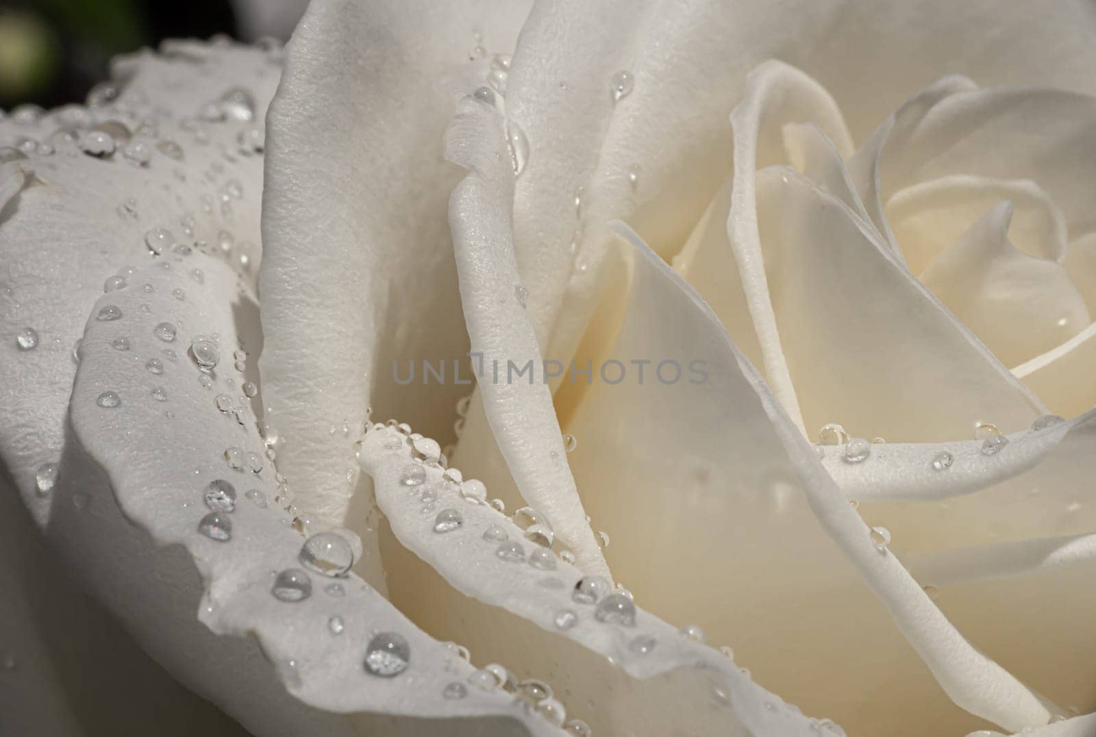 white roses in the garden with raindrops, macro