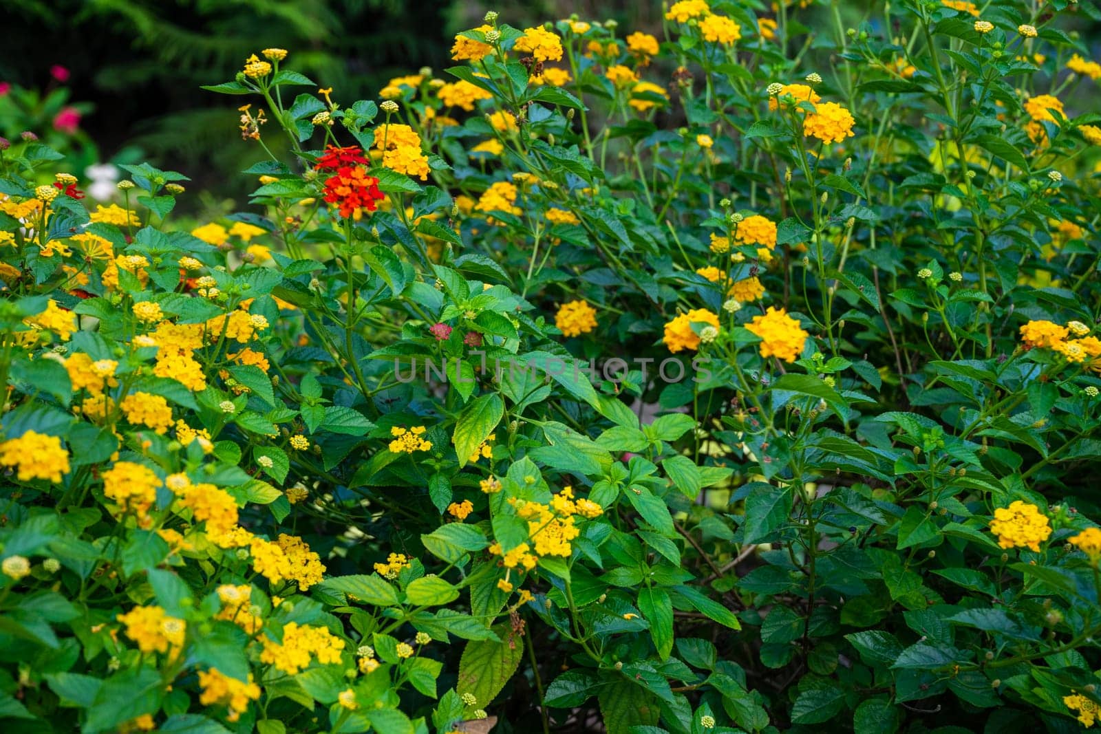 colorful orange yellow clusters of flowers of lantana shrub blooming.