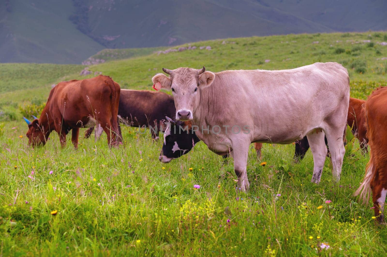 Cows graze on farmland. A herd of cows on a summer green field, one of the cows looks at the camera.