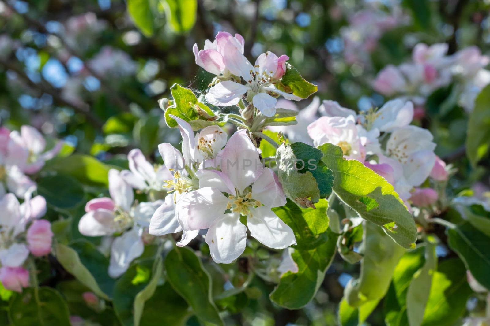 White flowers on the branches of an apple tree