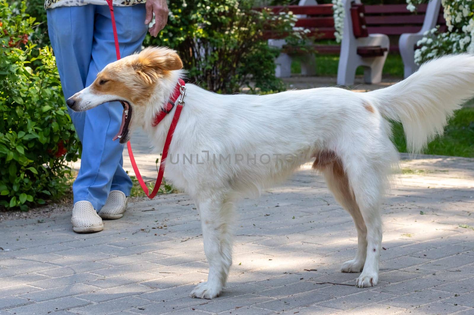 White fluffy dog walking in the park by Vera1703