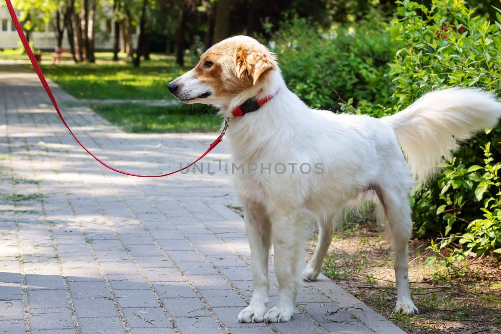 White fluffy dog walking in the park by Vera1703