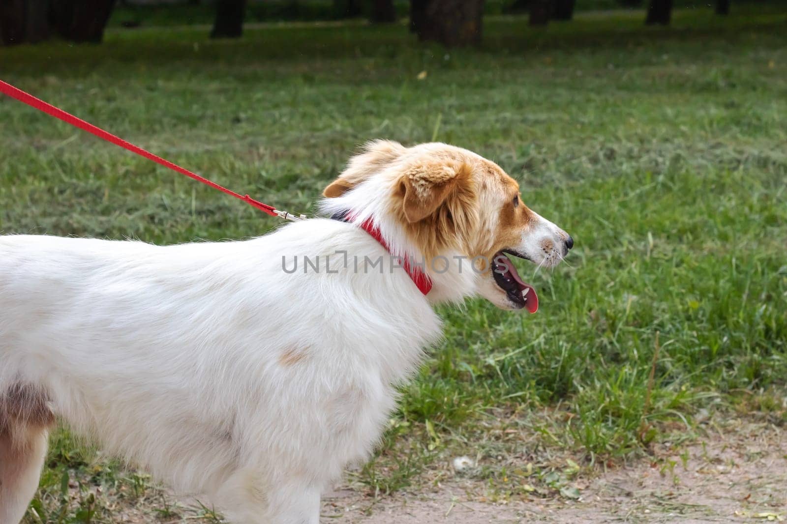 White fluffy dog walking in the park close up